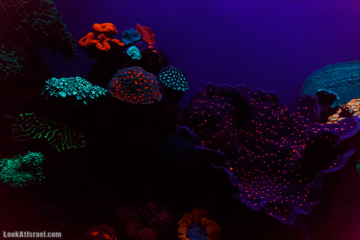Подводная обсерватория Океанариум, Эйлат | LookAtIsrael.com - Фото путешествия по Израилю