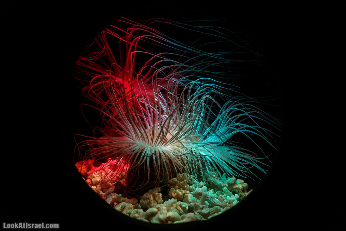 Подводная обсерватория Океанариум, Эйлат | LookAtIsrael.com - Фото путешествия по Израилю