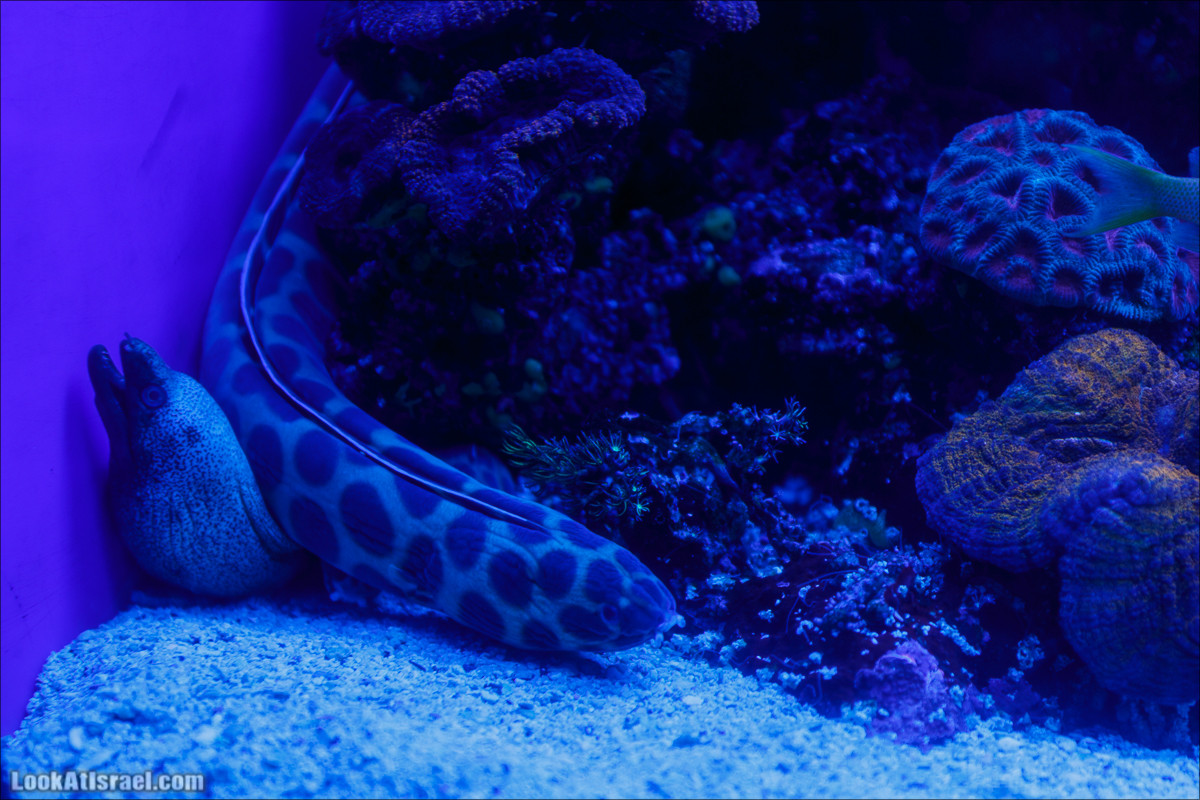 Подводная обсерватория Океанариум, Эйлат | LookAtIsrael.com - Фото путешествия по Израилю