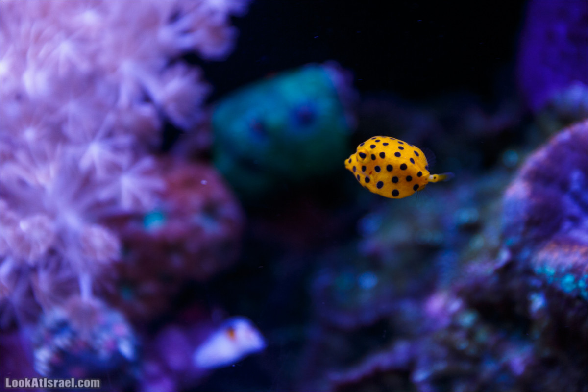 Подводная обсерватория Океанариум, Эйлат | LookAtIsrael.com - Фото путешествия по Израилю