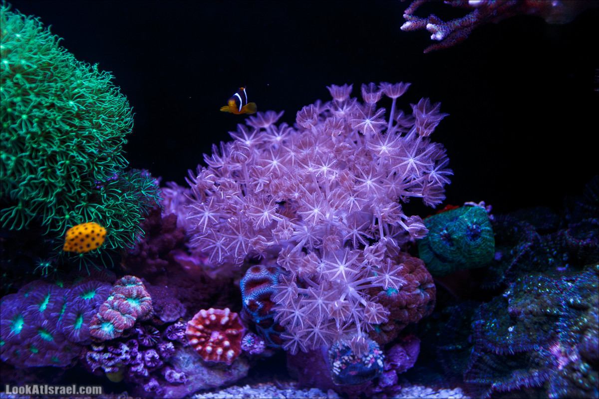 Подводная обсерватория Океанариум, Эйлат | LookAtIsrael.com - Фото путешествия по Израилю