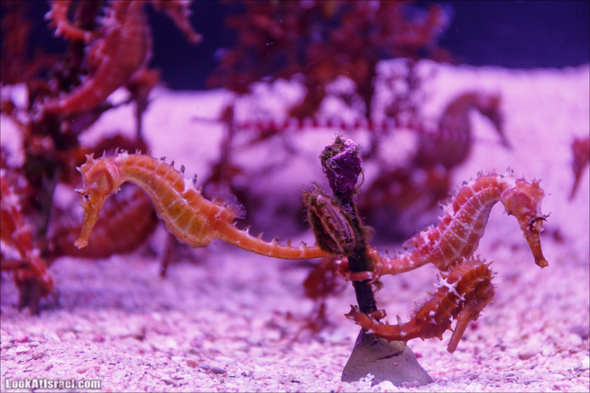 Подводная обсерватория Океанариум, Эйлат | LookAtIsrael.com - Фото путешествия по Израилю