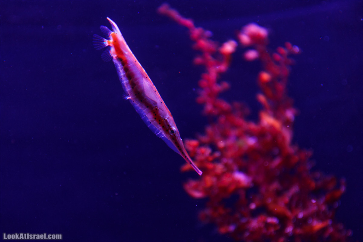Подводная обсерватория Океанариум, Эйлат | LookAtIsrael.com - Фото путешествия по Израилю