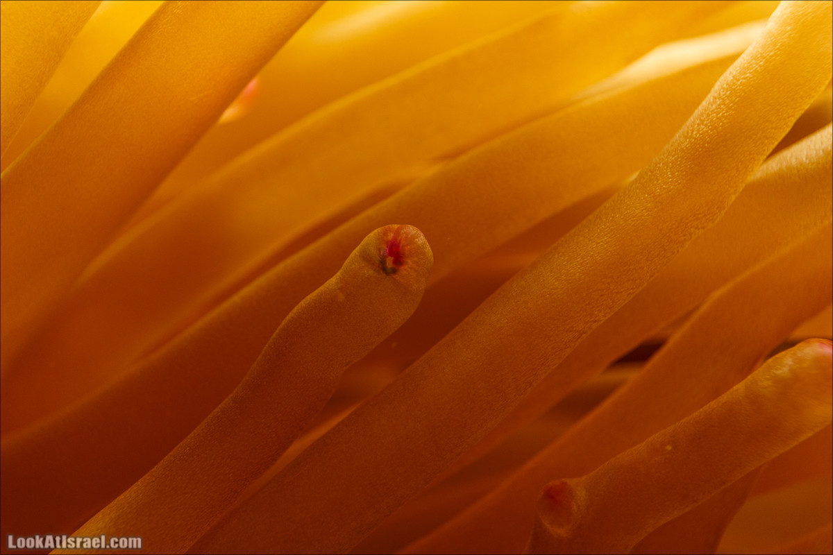 Подводная обсерватория Океанариум, Эйлат | LookAtIsrael.com - Фото путешествия по Израилю