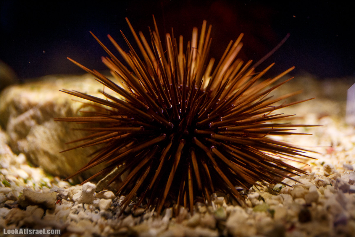 Подводная обсерватория Океанариум, Эйлат | LookAtIsrael.com - Фото путешествия по Израилю