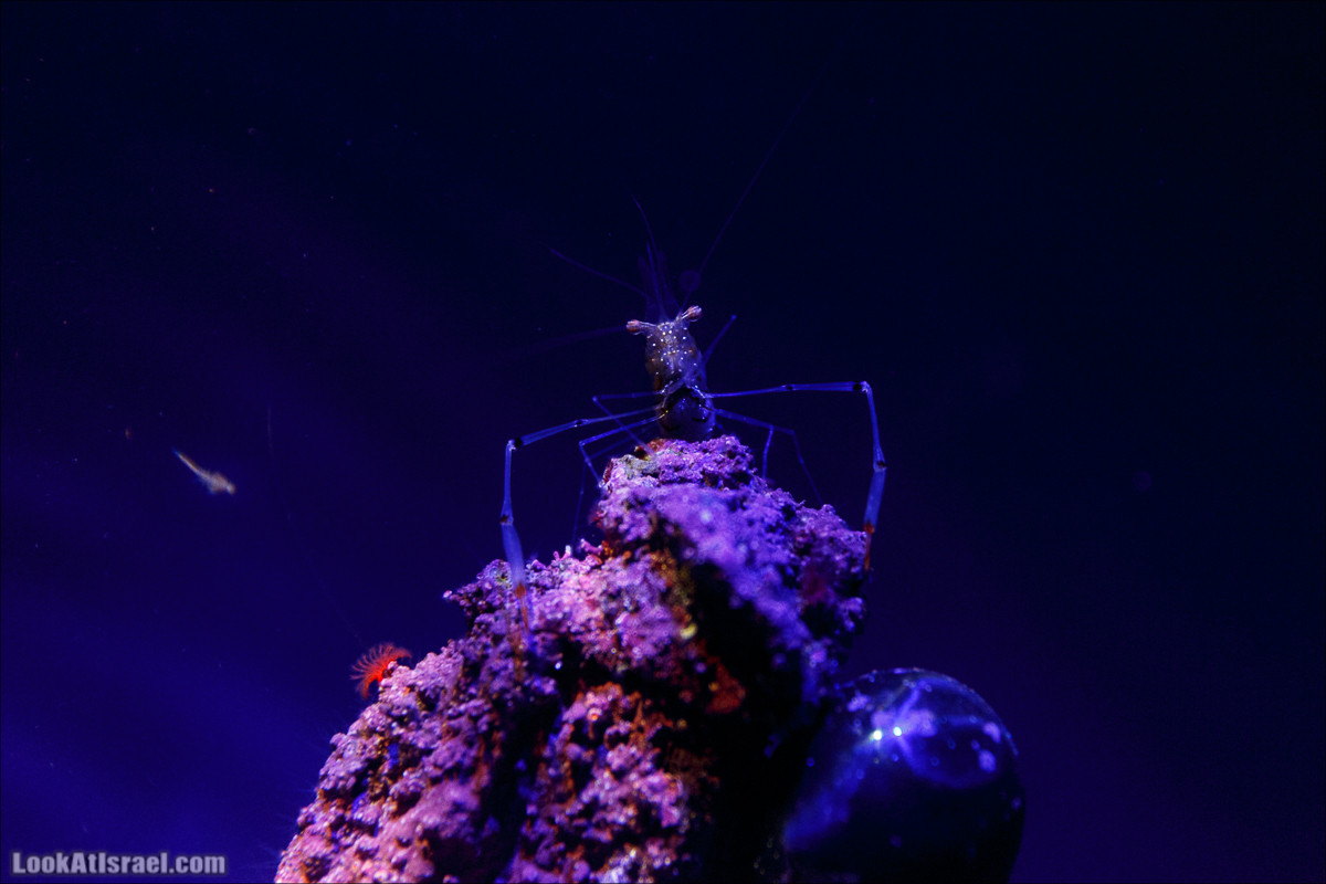 Подводная обсерватория Океанариум, Эйлат | LookAtIsrael.com - Фото путешествия по Израилю