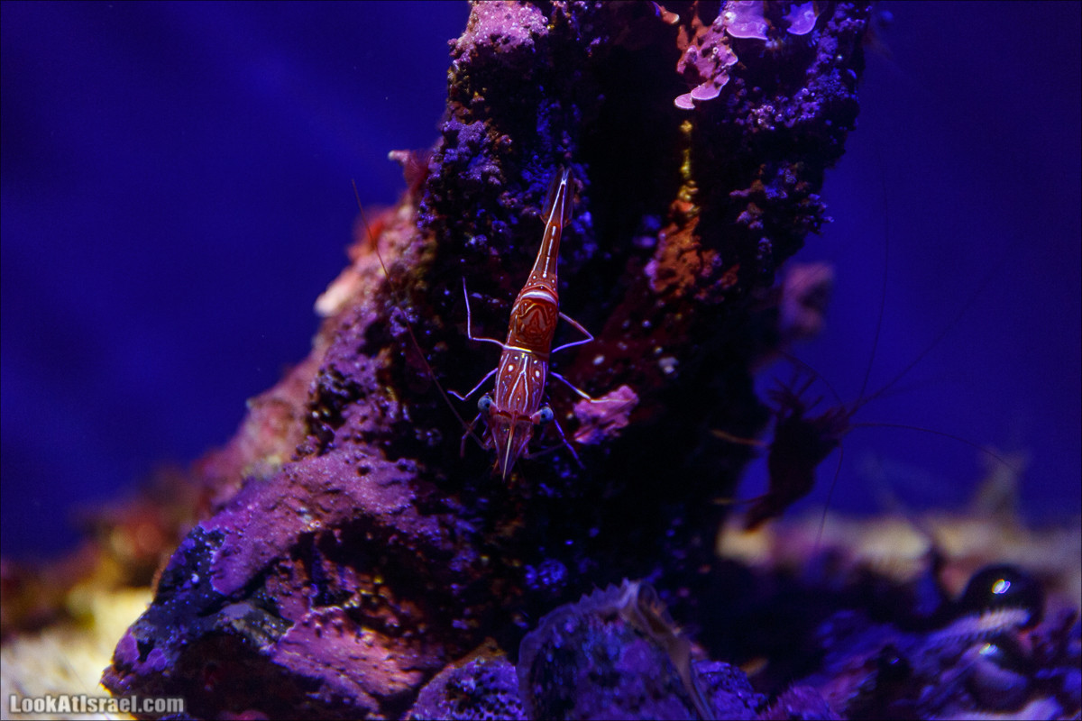 Подводная обсерватория Океанариум, Эйлат | LookAtIsrael.com - Фото путешествия по Израилю