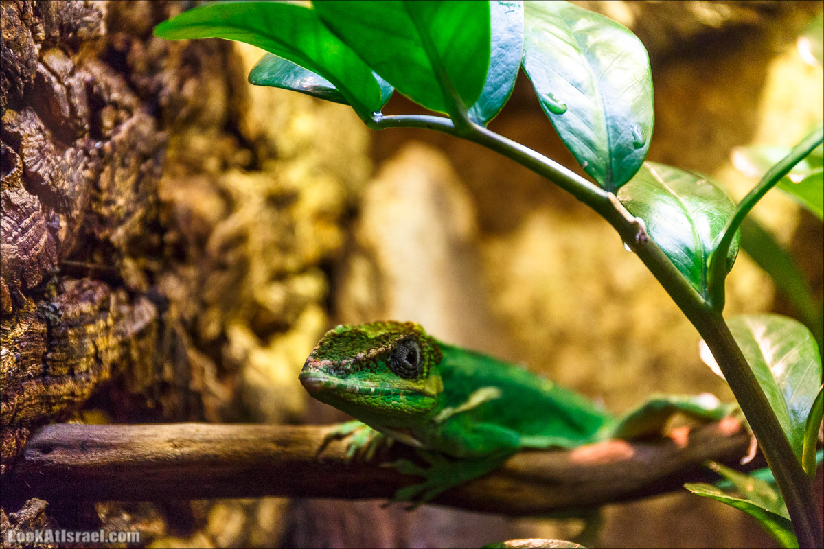 Подводная обсерватория Океанариум, Эйлат | LookAtIsrael.com - Фото путешествия по Израилю