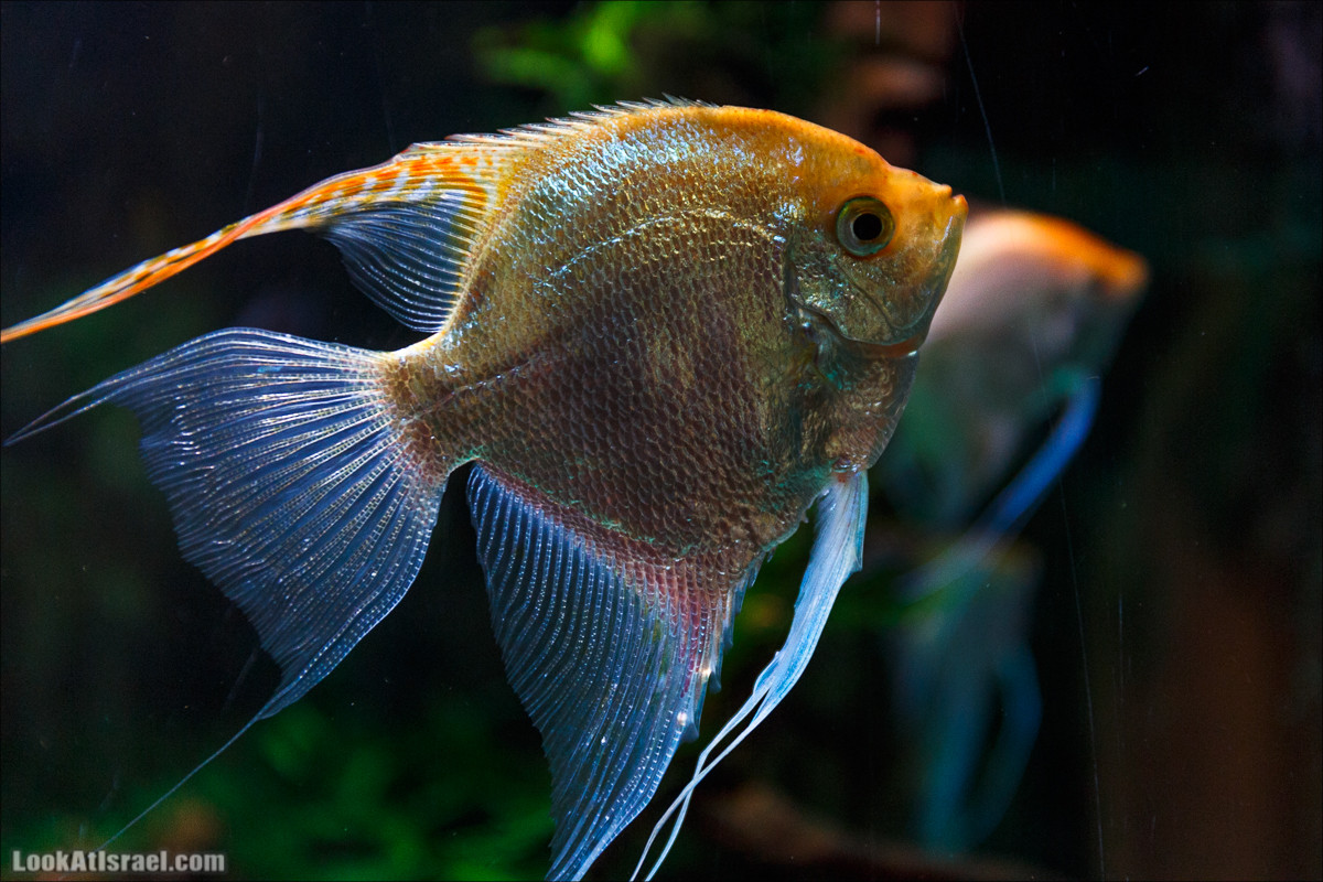 Подводная обсерватория Океанариум, Эйлат | LookAtIsrael.com - Фото путешествия по Израилю