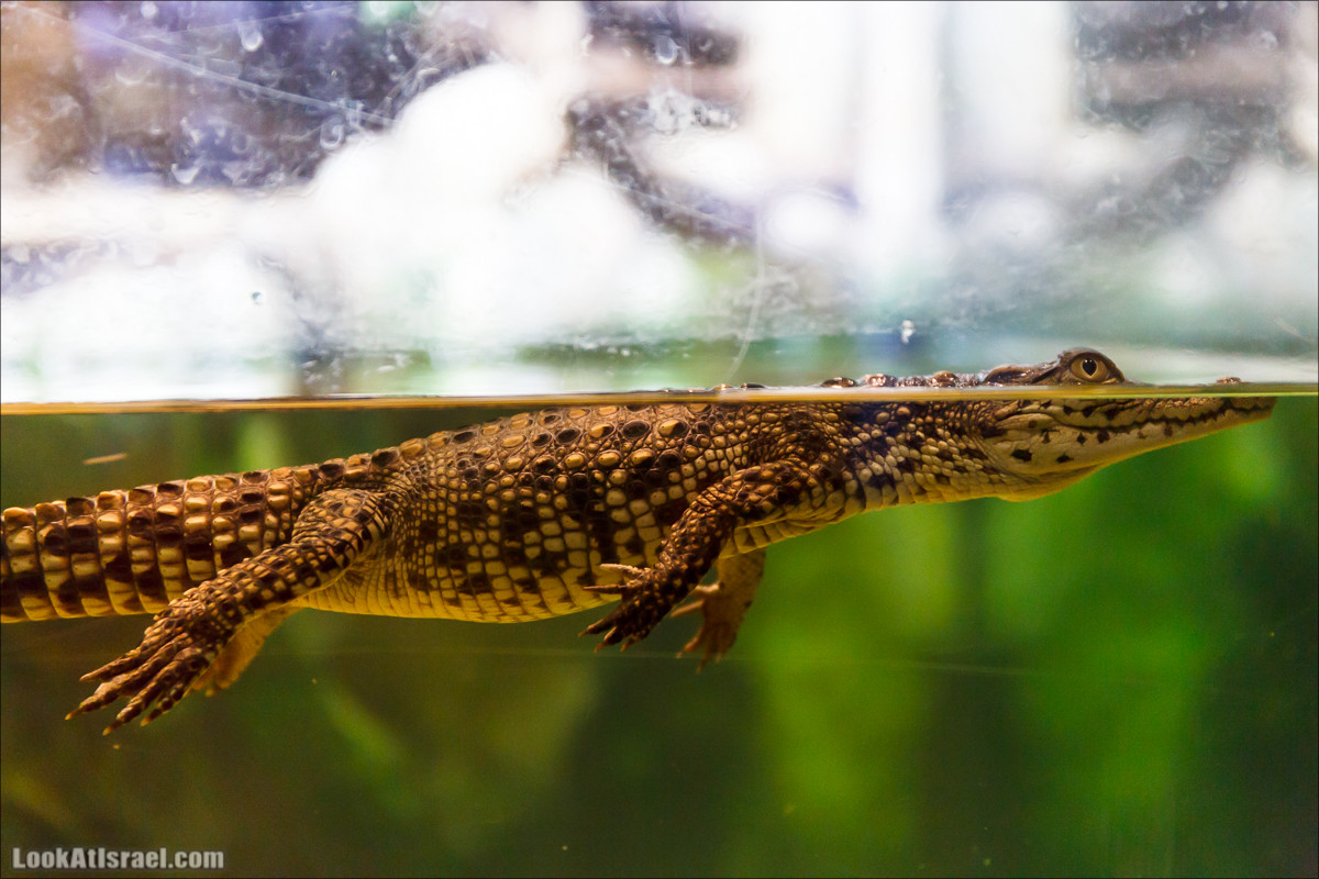 Подводная обсерватория Океанариум, Эйлат | LookAtIsrael.com - Фото путешествия по Израилю