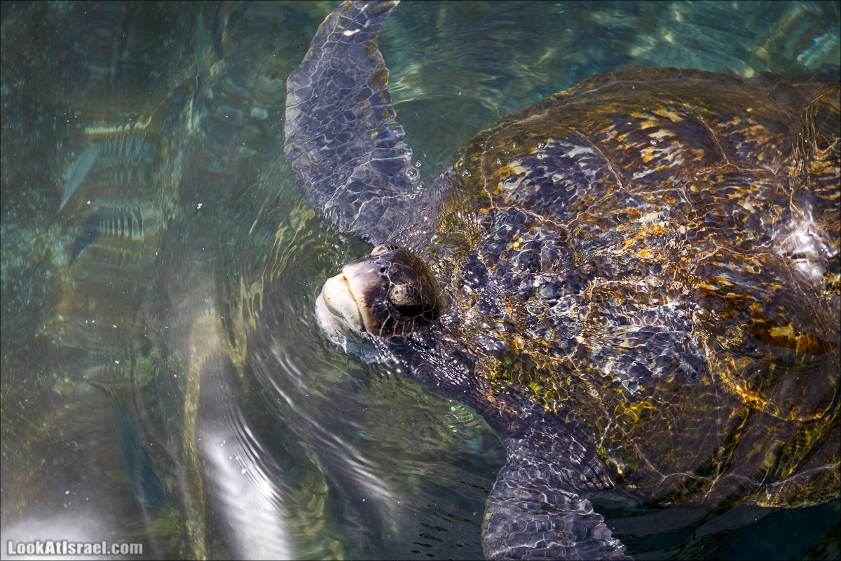 Подводная обсерватория Океанариум, Эйлат | LookAtIsrael.com - Фото путешествия по Израилю