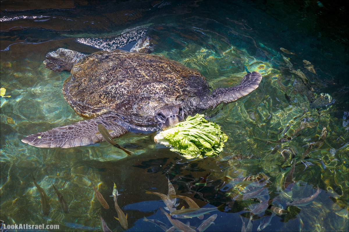 Подводная обсерватория Океанариум, Эйлат | LookAtIsrael.com - Фото путешествия по Израилю