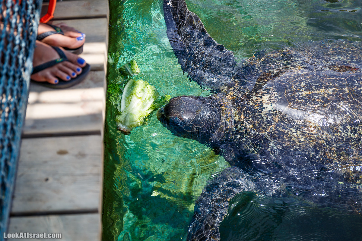 Подводная обсерватория Океанариум, Эйлат | LookAtIsrael.com - Фото путешествия по Израилю
