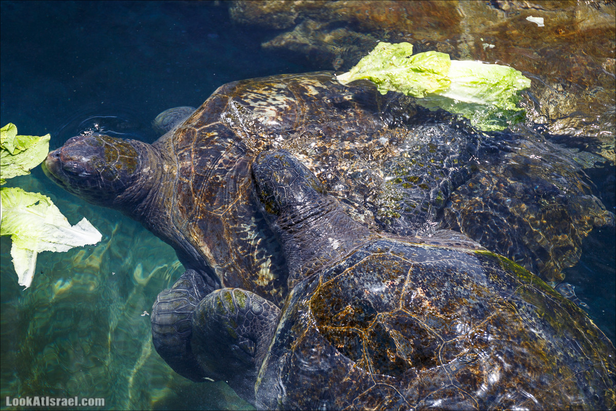 Подводная обсерватория Океанариум, Эйлат | LookAtIsrael.com - Фото путешествия по Израилю