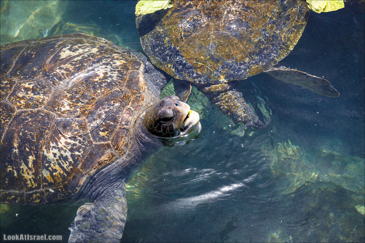 Подводная обсерватория Океанариум, Эйлат | LookAtIsrael.com - Фото путешествия по Израилю