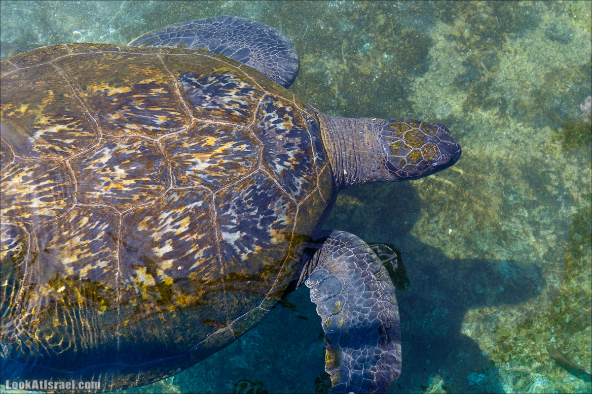 Подводная обсерватория Океанариум, Эйлат | LookAtIsrael.com - Фото путешествия по Израилю
