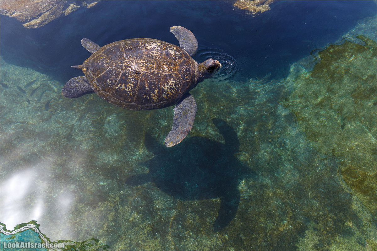 Подводная обсерватория Океанариум, Эйлат | LookAtIsrael.com - Фото путешествия по Израилю
