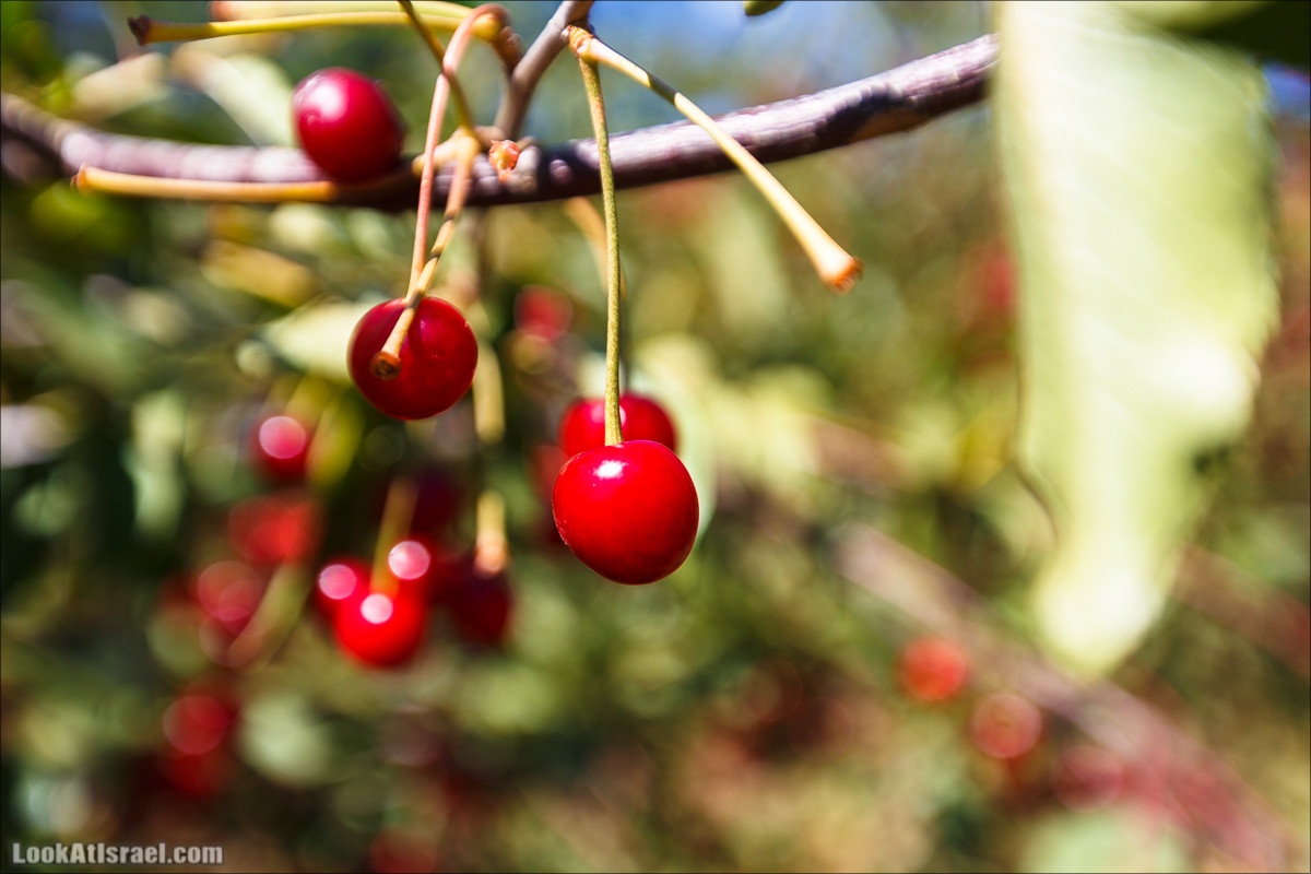 Интересные места Голанских высот: Мемориал Голани, гора Бенталь, Эйн Зиван, Жоба, Оз 77 и точка палеомагнетизма | LookAtIsrael.com - Фото путешествия по Израилю
