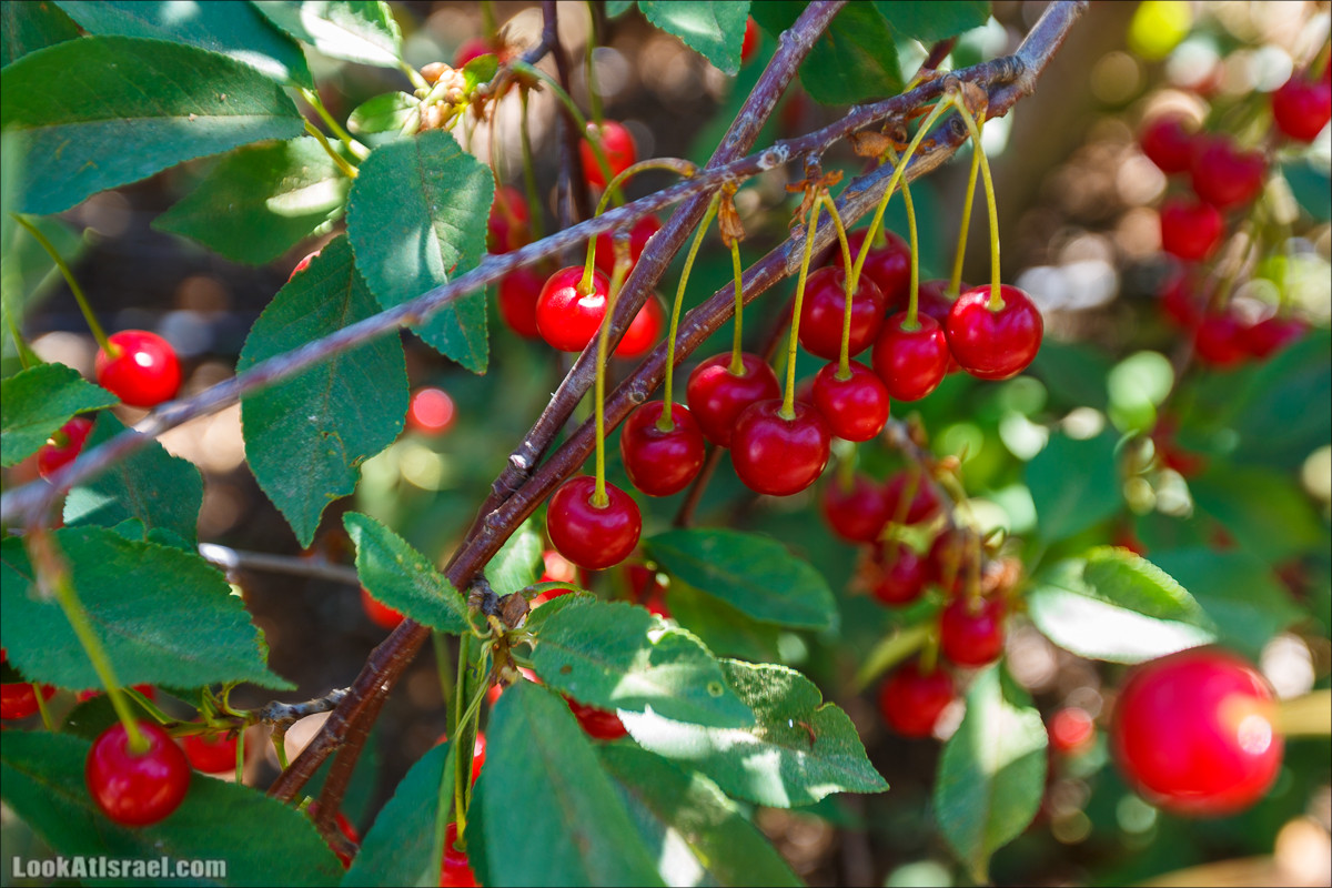 Интересные места Голанских высот: Мемориал Голани, гора Бенталь, Эйн Зиван, Жоба, Оз 77 и точка палеомагнетизма | LookAtIsrael.com - Фото путешествия по Израилю