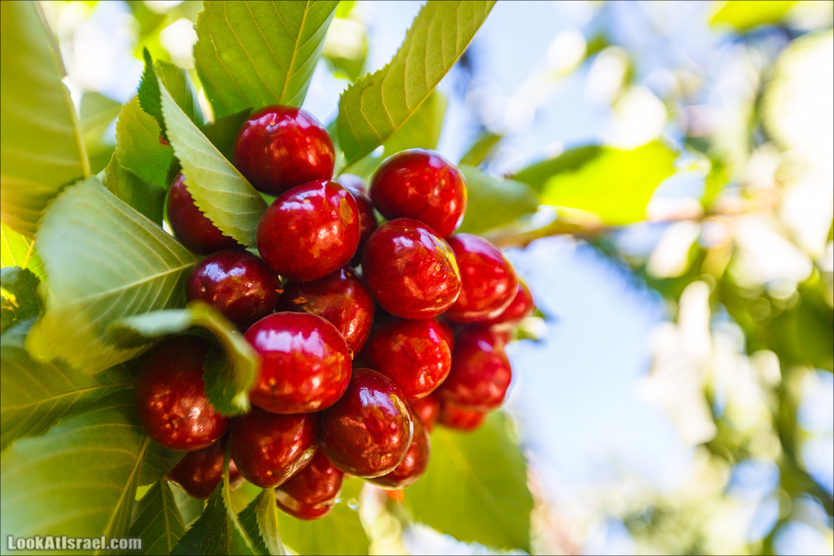 Интересные места Голанских высот: Мемориал Голани, гора Бенталь, Эйн Зиван, Жоба, Оз 77 и точка палеомагнетизма | LookAtIsrael.com - Фото путешествия по Израилю