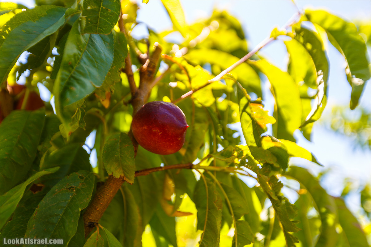 Интересные места Голанских высот: Мемориал Голани, гора Бенталь, Эйн Зиван, Жоба, Оз 77 и точка палеомагнетизма | LookAtIsrael.com - Фото путешествия по Израилю