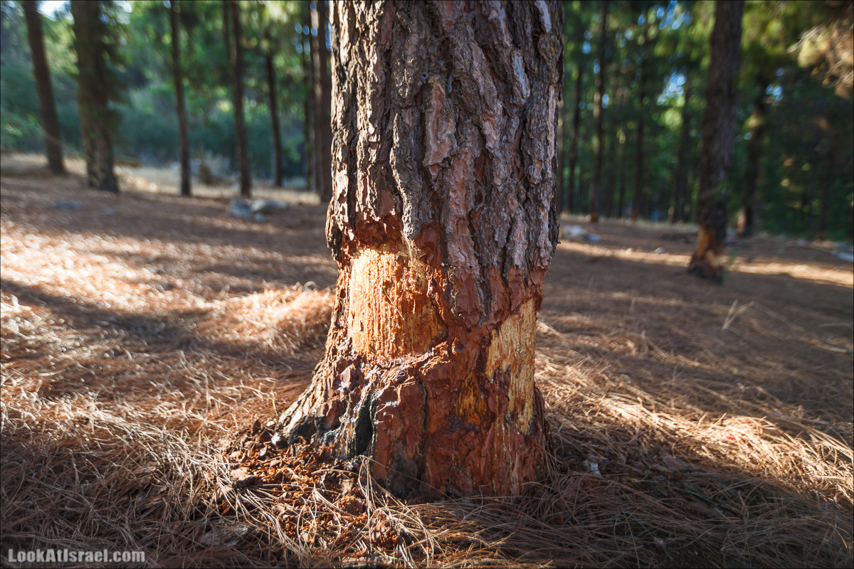 Пейзажная дорога на горах Нафтали | Naftali mts scenic road | LookAtIsrael.com - Фото путешествия по Израилю