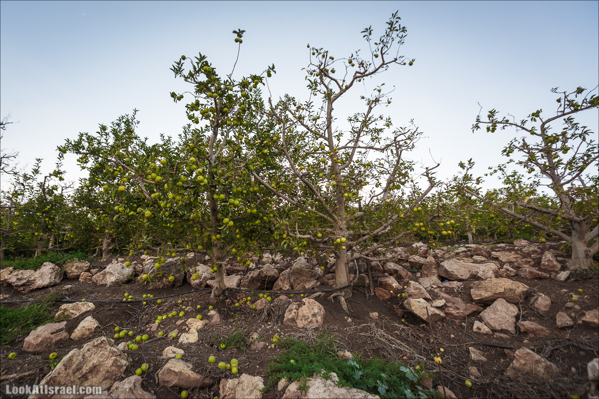 Пейзажная дорога на горах Нафтали | Naftali mts scenic road | LookAtIsrael.com - Фото путешествия по Израилю