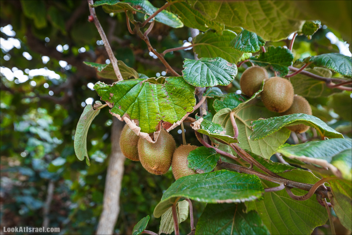 Пейзажная дорога на горах Нафтали | Naftali mts scenic road | LookAtIsrael.com - Фото путешествия по Израилю