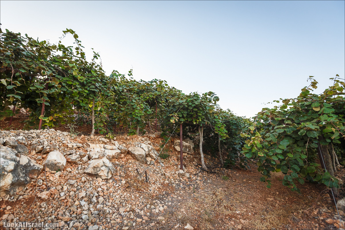 Пейзажная дорога на горах Нафтали | Naftali mts scenic road | LookAtIsrael.com - Фото путешествия по Израилю