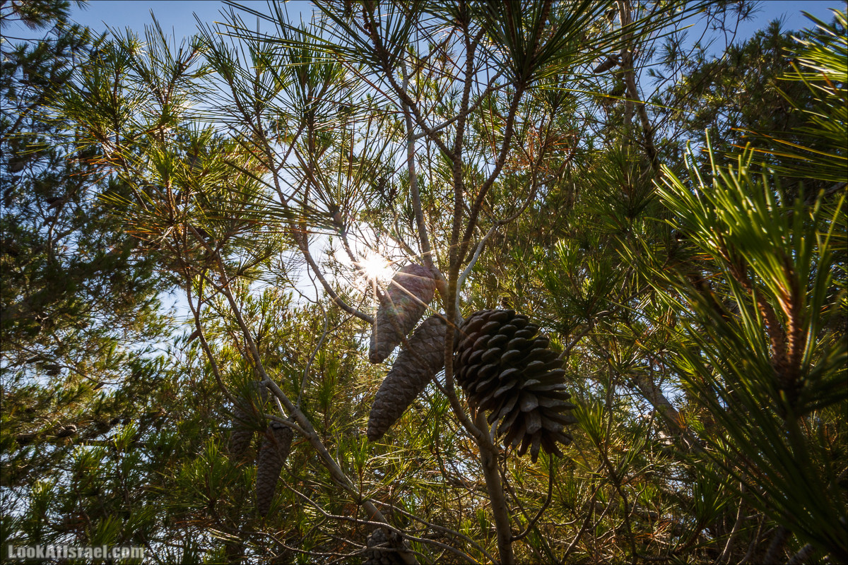 Пейзажная дорога на горах Нафтали | Naftali mts scenic road | LookAtIsrael.com - Фото путешествия по Израилю