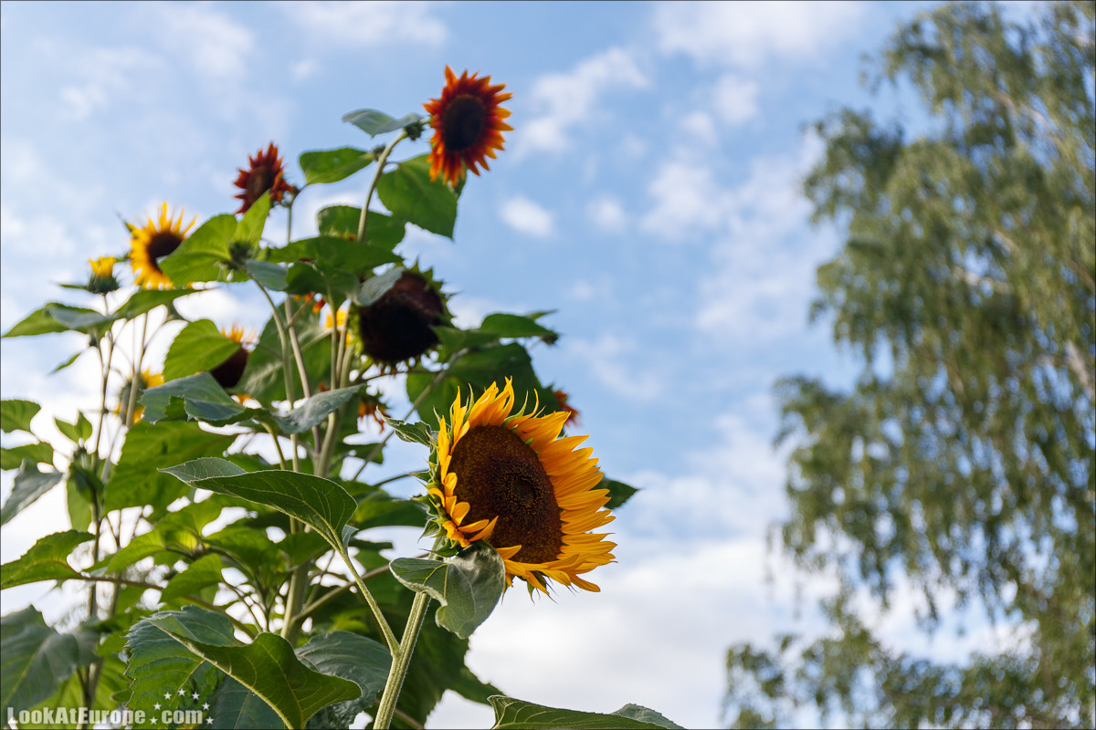 Прогулка на пароходе по Эльбе из Дрездена | LookAtEurope.com - Фотогалоп по Европе. Чехия, Германия, Голландия. Чески Крумлов