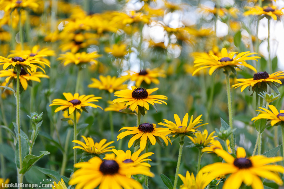 Прогулка на пароходе по Эльбе из Дрездена | LookAtEurope.com - Фотогалоп по Европе. Чехия, Германия, Голландия. Чески Крумлов