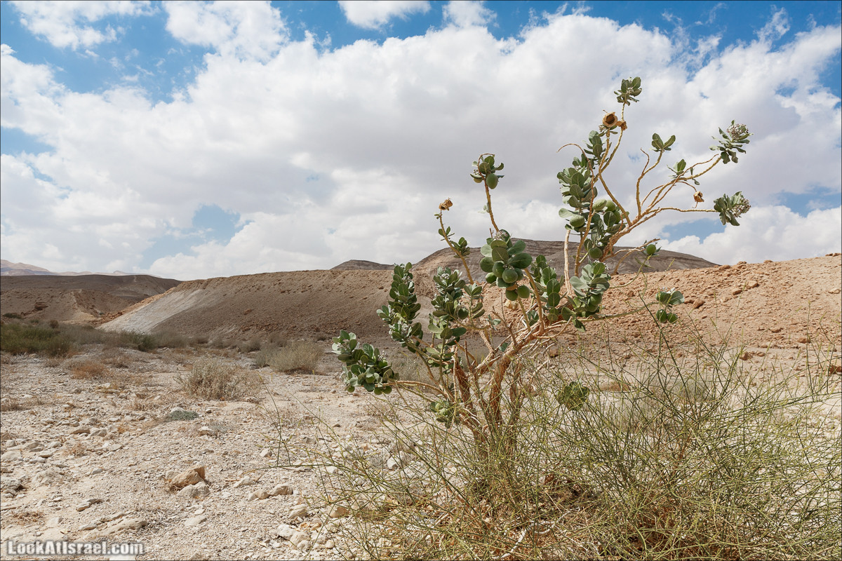 На джипах по Иудейской пустыне, над Мёртвым Море и Масадой | LookAtIsrael.com - Фото путешествия по Израилю