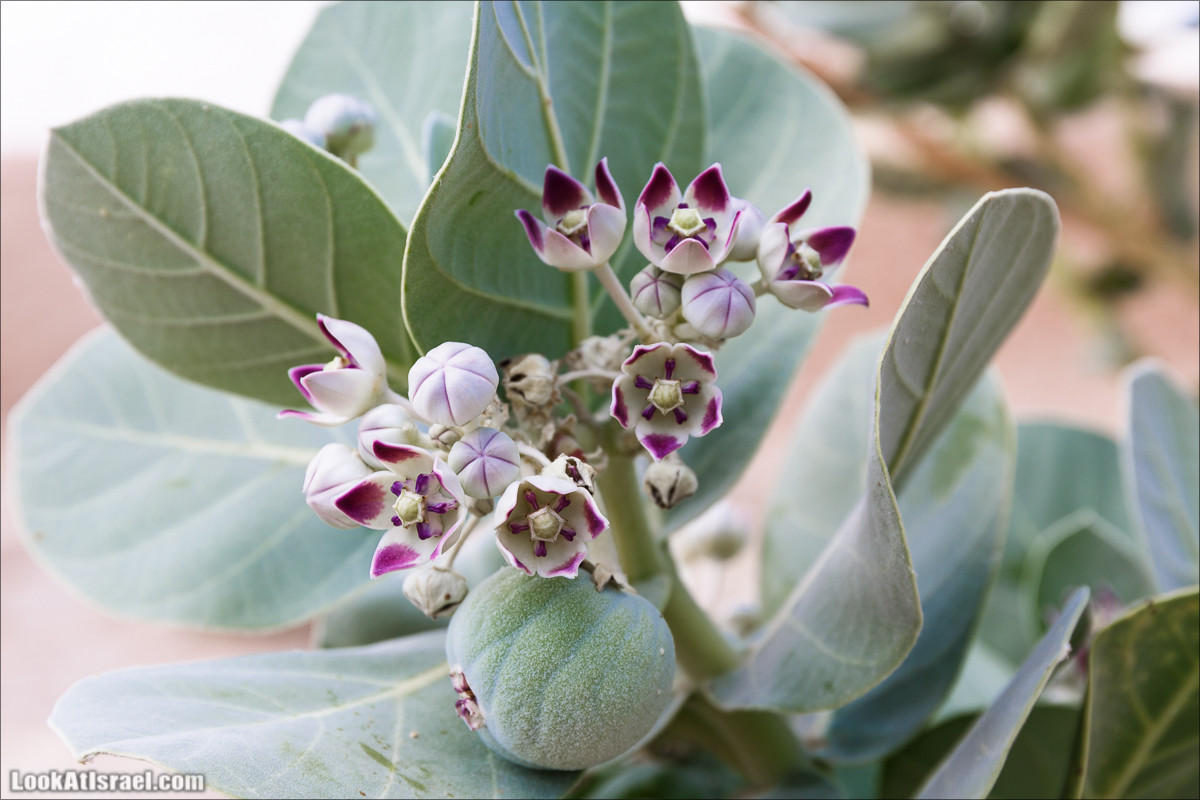 На джипах по Иудейской пустыне, над Мёртвым Море и Масадой | LookAtIsrael.com - Фото путешествия по Израилю