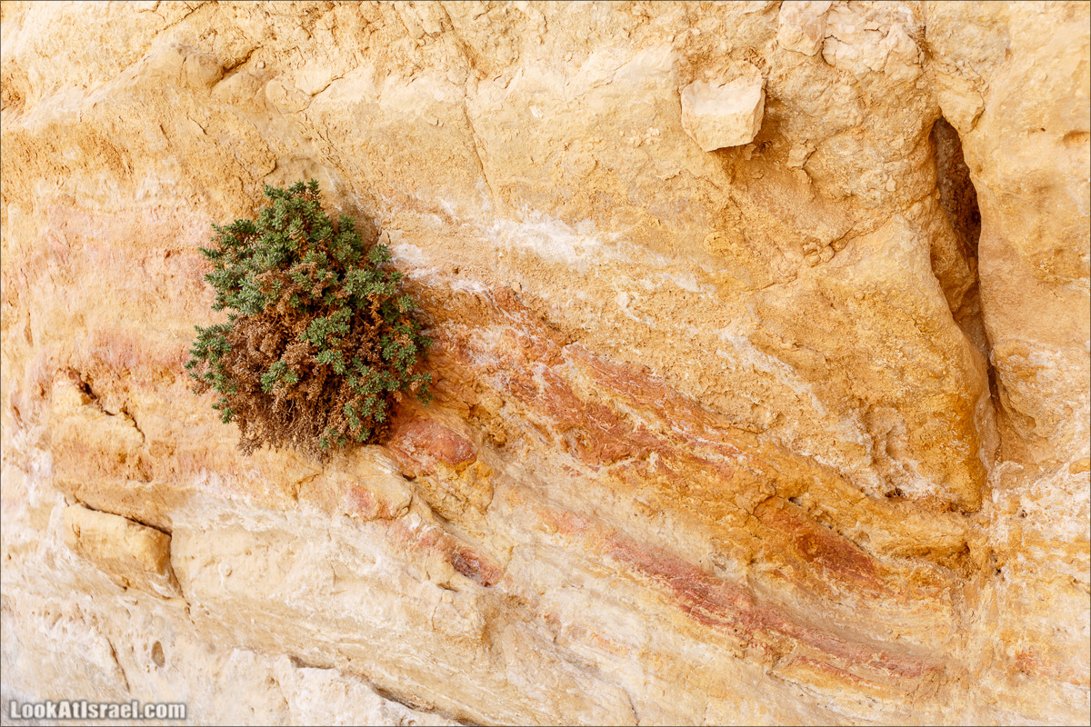 Внедорожное путешествие по пустыне | LookAtIsrael.com - Фото путешествия по Израилю