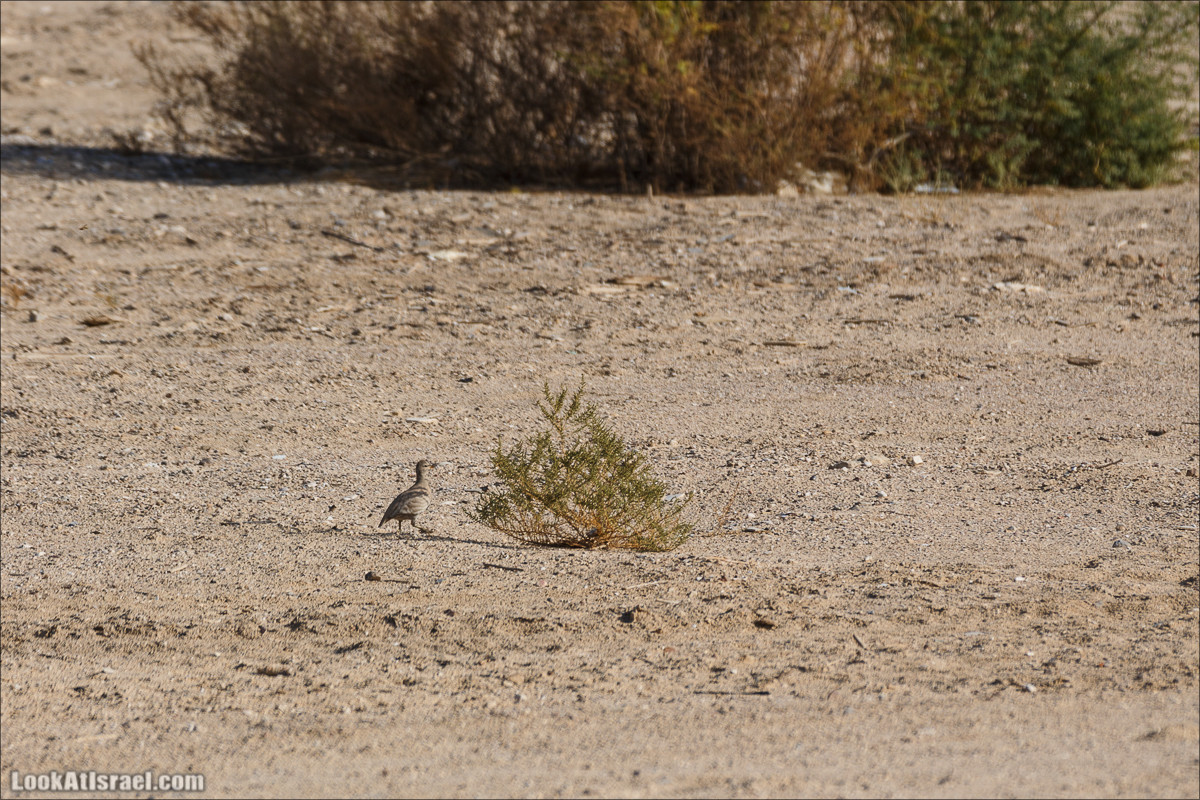 Внедорожное путешествие по пустыне | LookAtIsrael.com - Фото путешествия по Израилю