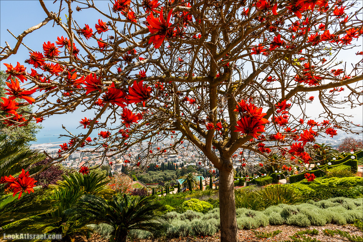 Всемирный центр наследия и сады Бахаи в Хайфе | The Gardens in Haifa - The Bahai | המרכז הבהאי העולמי | LookAtIsrael.com - Фото путешествия по Израилю