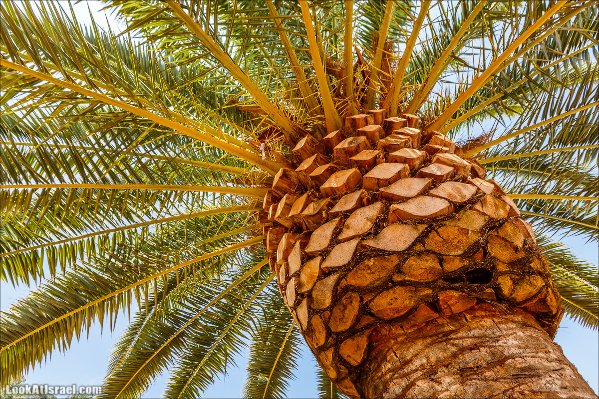 Всемирный центр наследия и сады Бахаи в Хайфе | The Gardens in Haifa - The Bahai | המרכז הבהאי העולמי | LookAtIsrael.com - Фото путешествия по Израилю