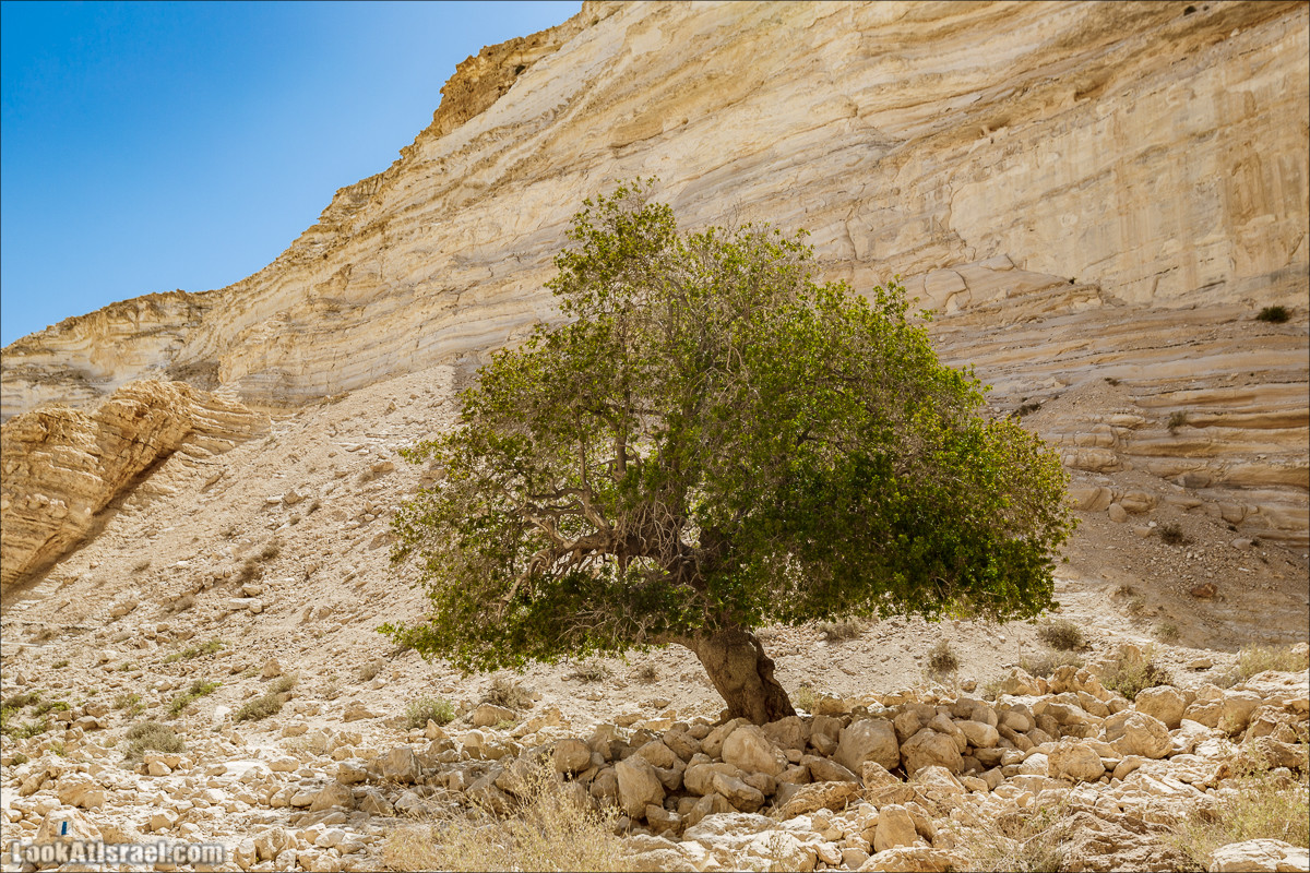 Эйн Авдат | LookAtIsrael.com - Фото путешествия по Израилю