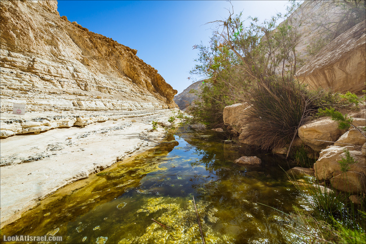 Эйн Авдат | LookAtIsrael.com - Фото путешествия по Израилю