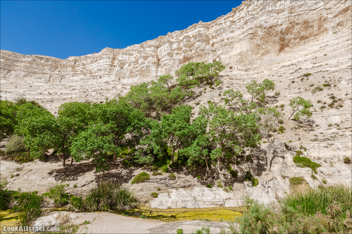 Эйн Авдат | LookAtIsrael.com - Фото путешествия по Израилю