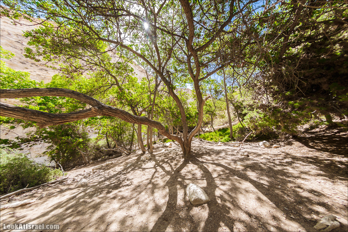 Эйн Авдат | LookAtIsrael.com - Фото путешествия по Израилю