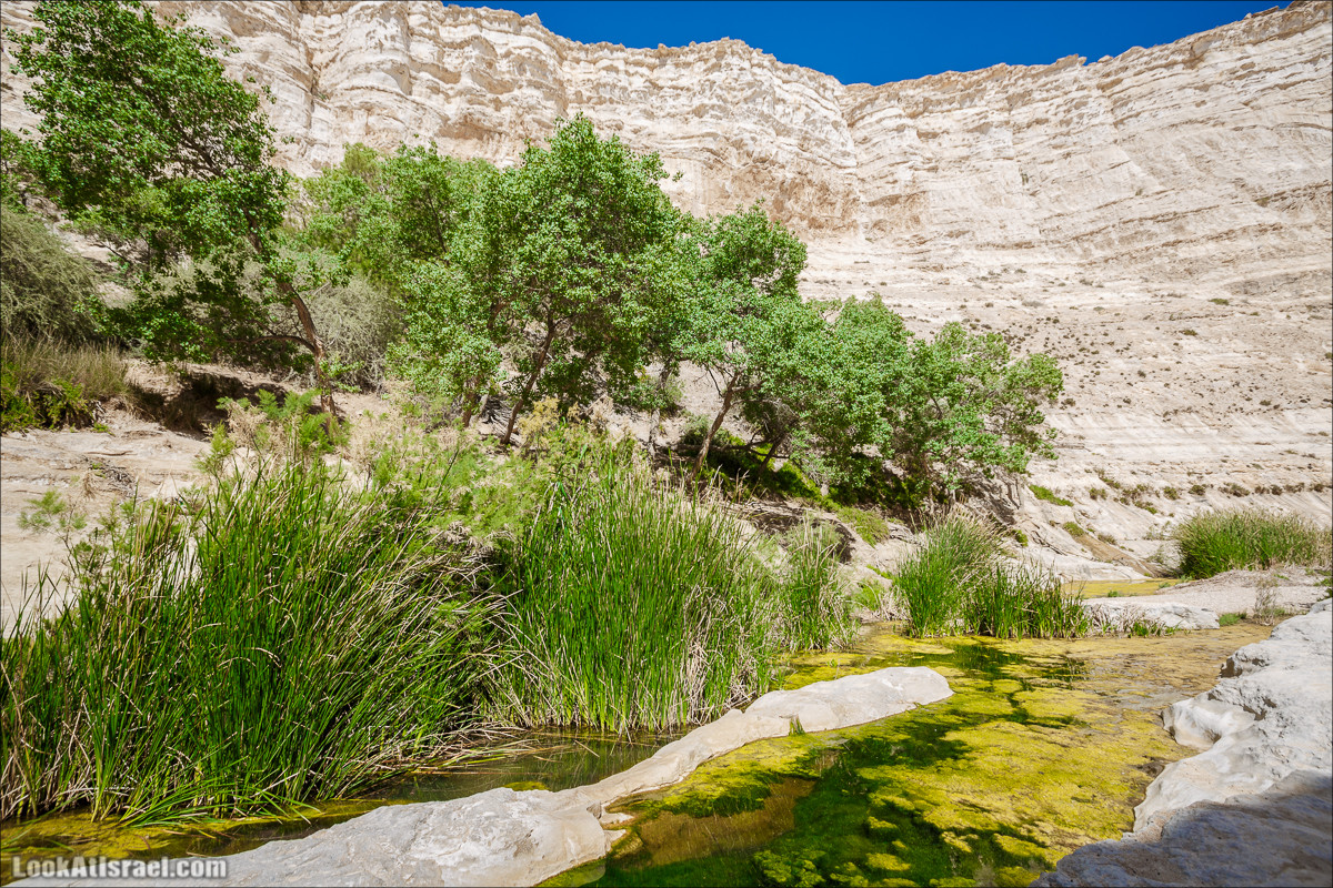 Эйн Авдат | LookAtIsrael.com - Фото путешествия по Израилю