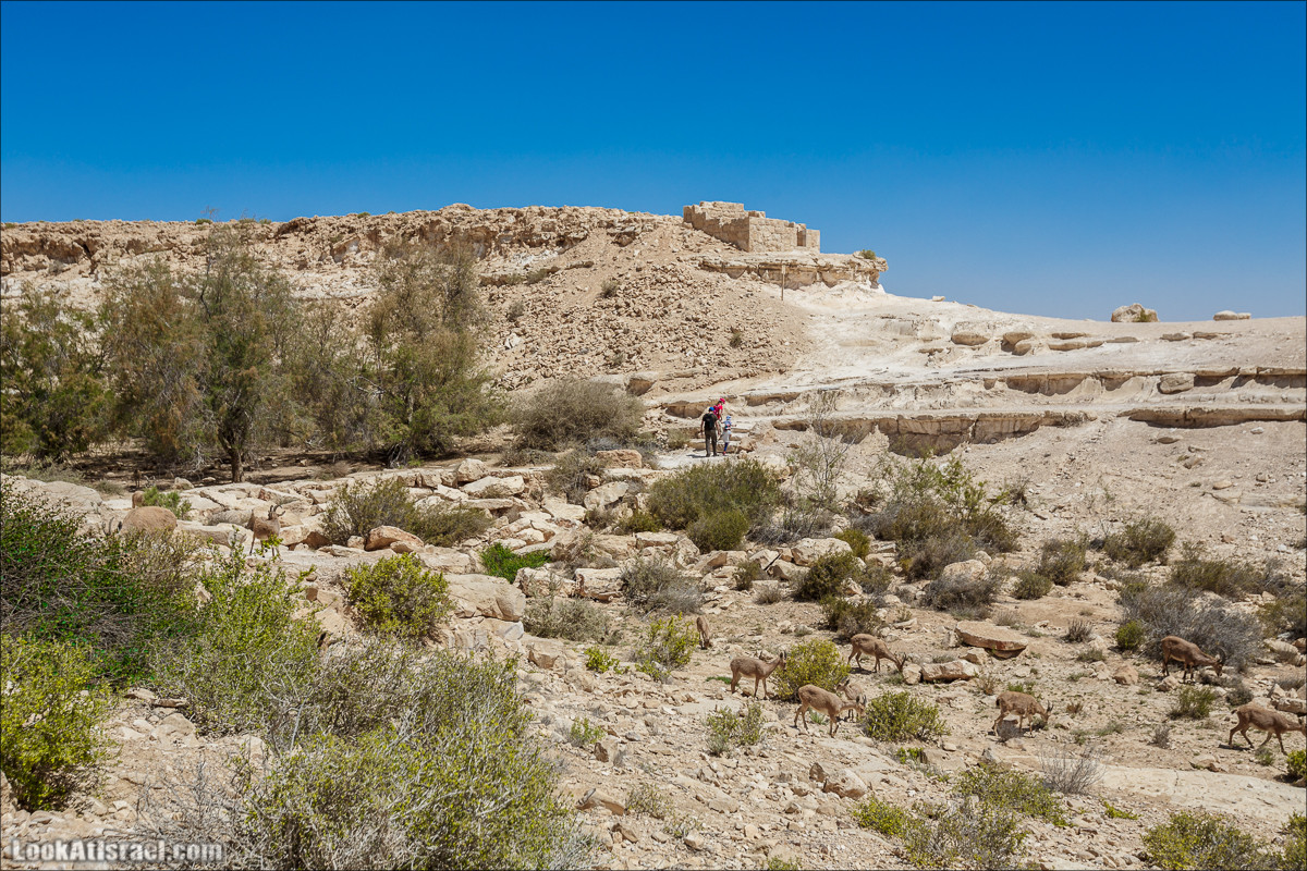 Эйн Авдат | LookAtIsrael.com - Фото путешествия по Израилю