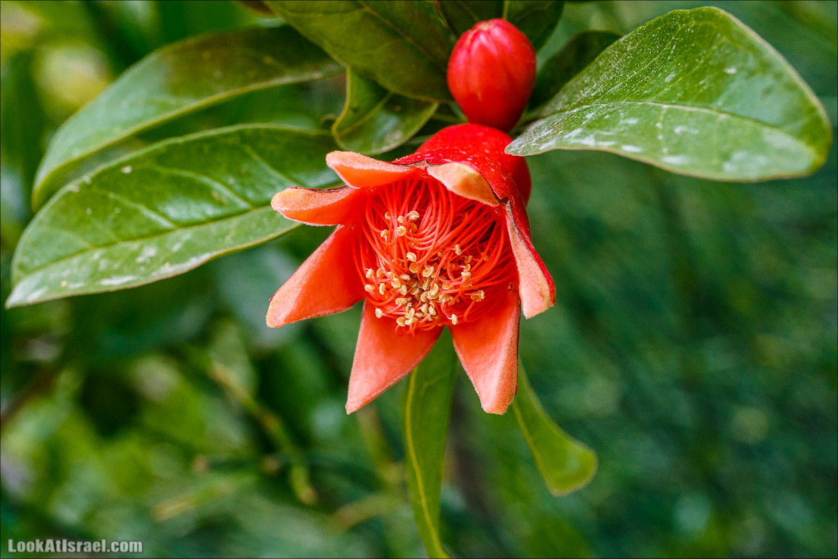 Детство граната