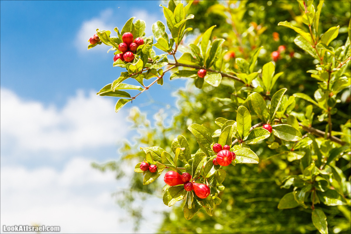 Цветение граната | LookAtIsrael.com - Фото путешествия по Израилю