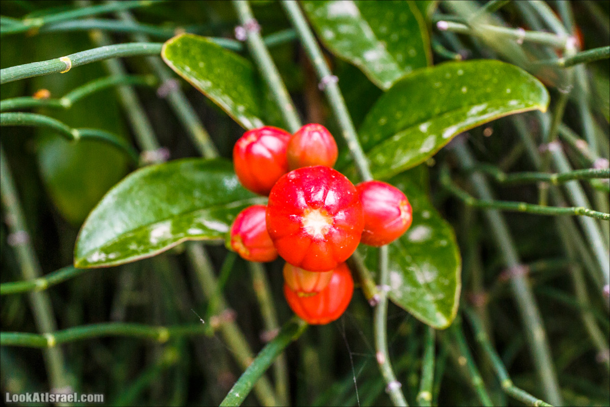 Цветение граната | LookAtIsrael.com - Фото путешествия по Израилю