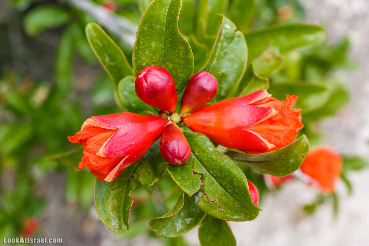 Цветение граната | LookAtIsrael.com - Фото путешествия по Израилю