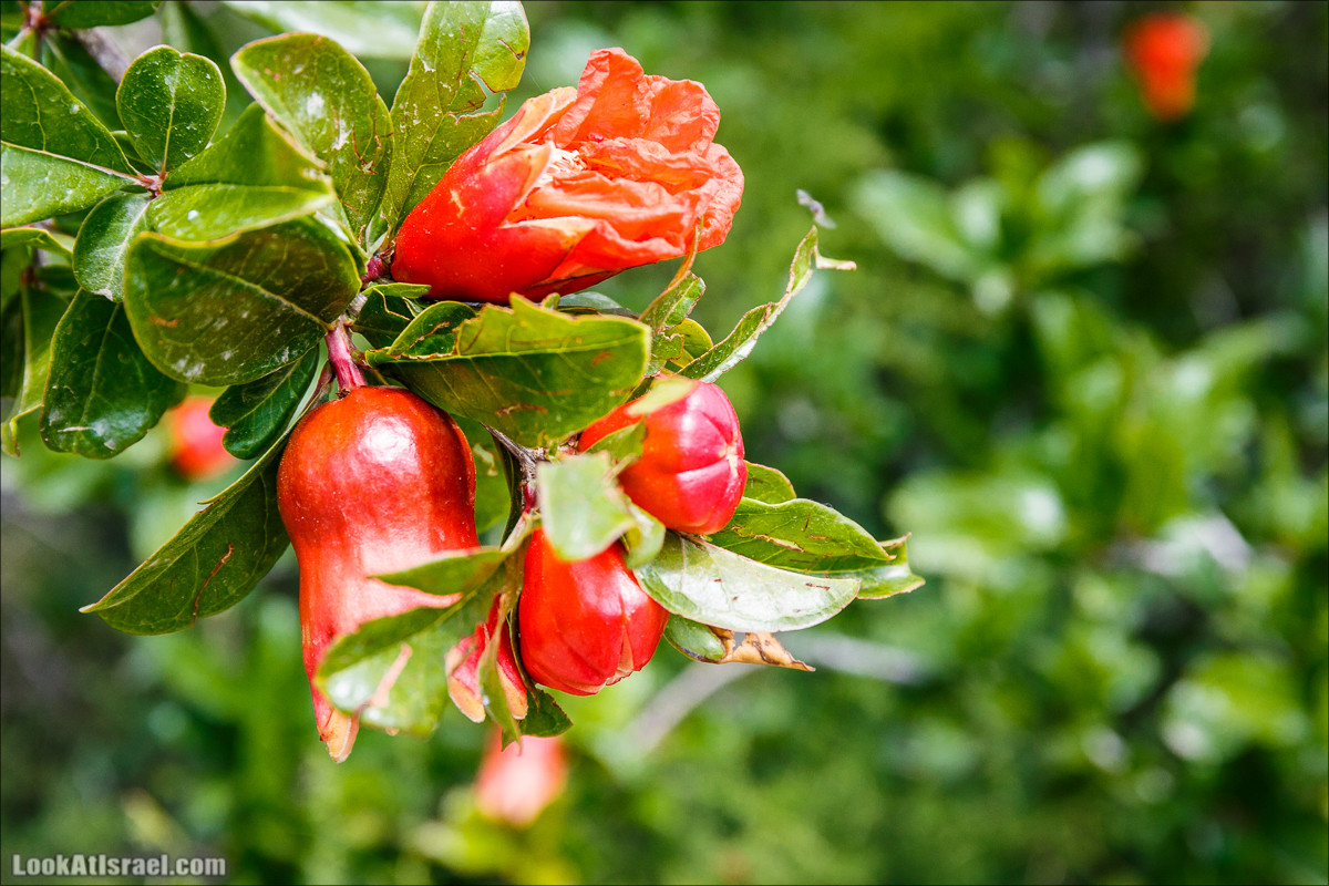 Цветение граната | LookAtIsrael.com - Фото путешествия по Израилю
