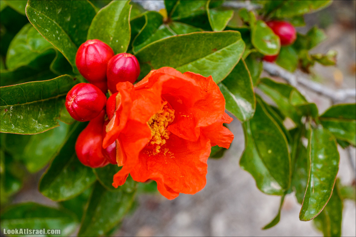 Цветение граната | LookAtIsrael.com - Фото путешествия по Израилю